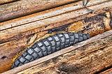 Dock Bumper_23246